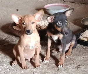 1-3 months Male Mixed Breed Dog