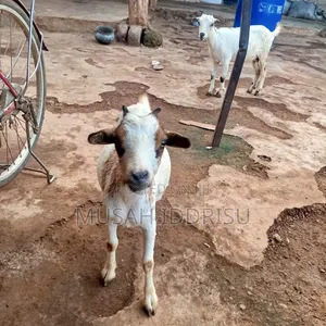 Selling Healthy Farm Animals in Zabzugu