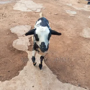 Selling Healthy Farm Animals in Zabzugu