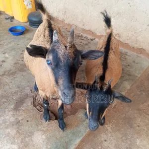 Selling Healthy Farm Animals in Zabzugu