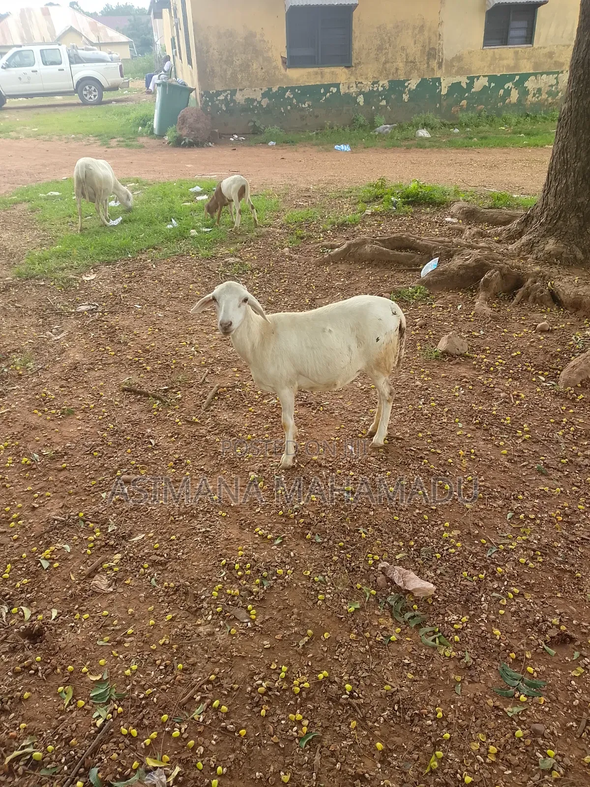 Sheep Seller