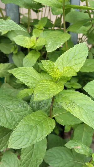 Fresh Spear and Chocolate Mint Seedlings