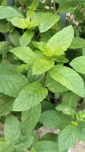 Fresh Spear and Chocolate Mint Seedlings