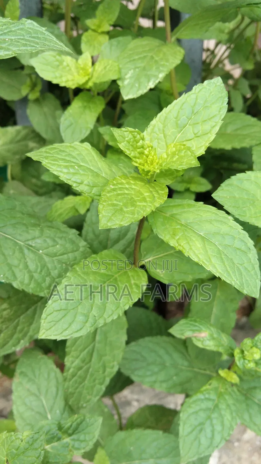 Fresh Spear and Chocolate Mint Seedlings