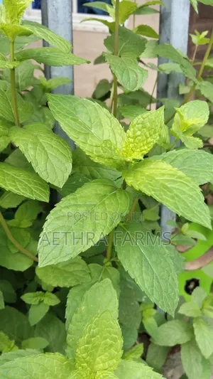 Fresh Spear and Chocolate Mint Seedlings