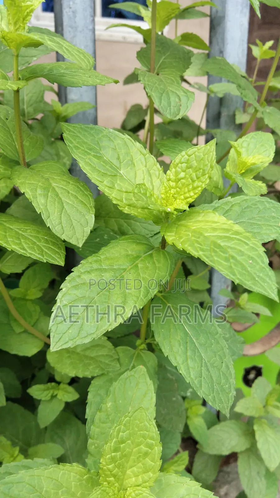 Fresh Spear and Chocolate Mint Seedlings