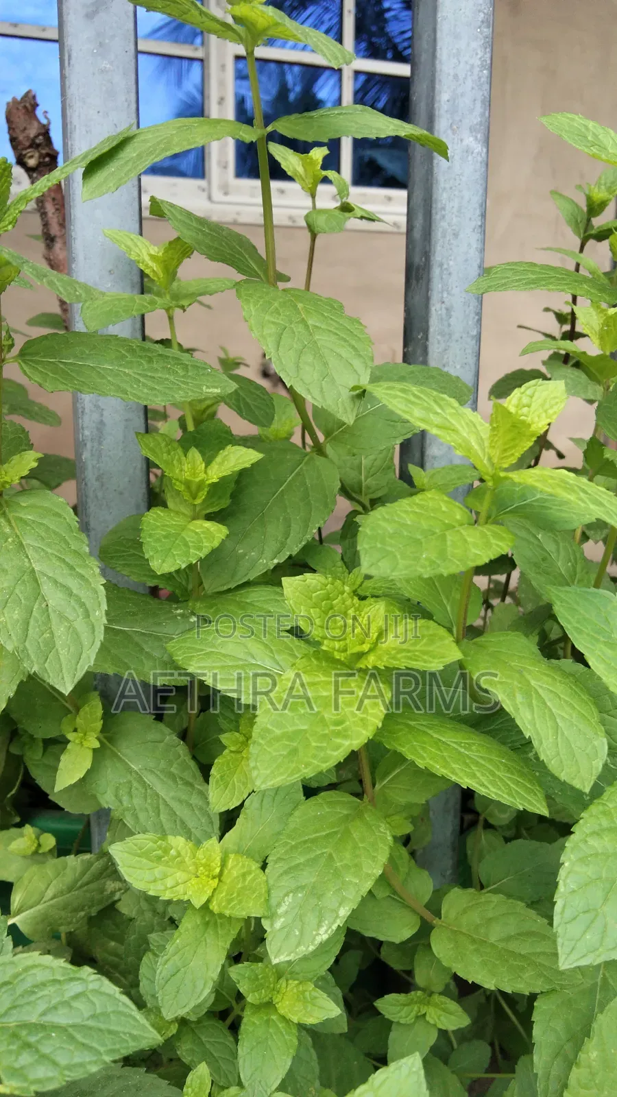 Fresh Spear and Chocolate Mint Seedlings