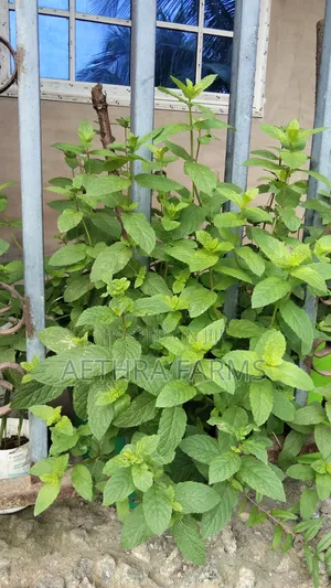 Fresh Spear and Chocolate Mint Seedlings