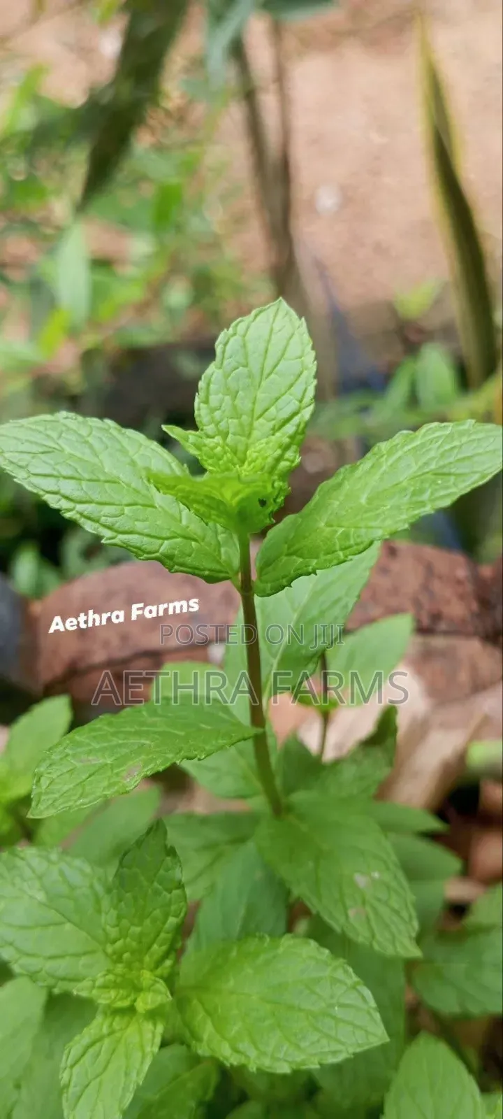 Fresh Spear and Chocolate Mint Seedlings