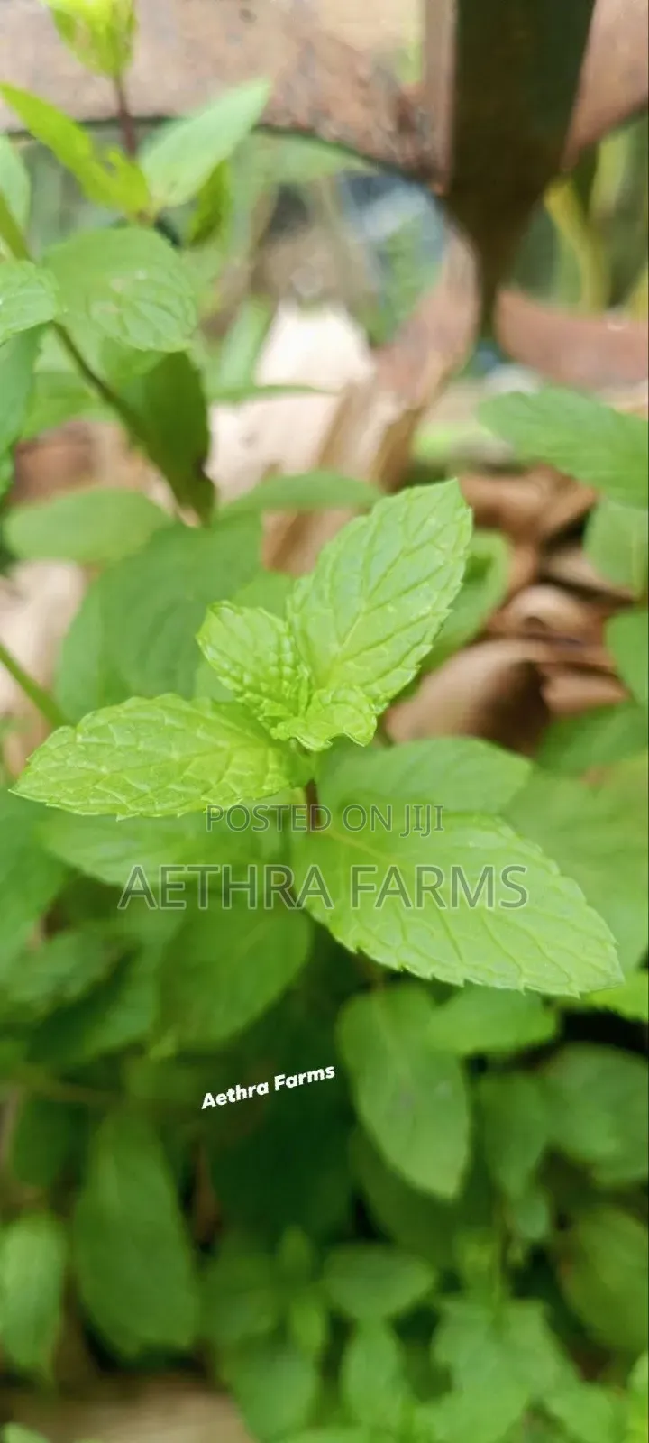Fresh Spear and Chocolate Mint Seedlings