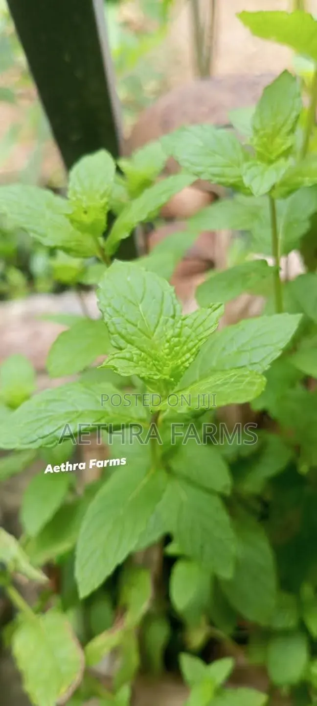 Fresh Spear and Chocolate Mint Seedlings