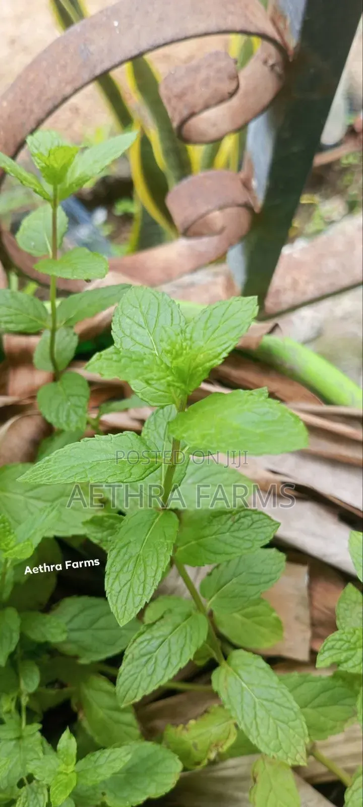 Fresh Spear and Chocolate Mint Seedlings