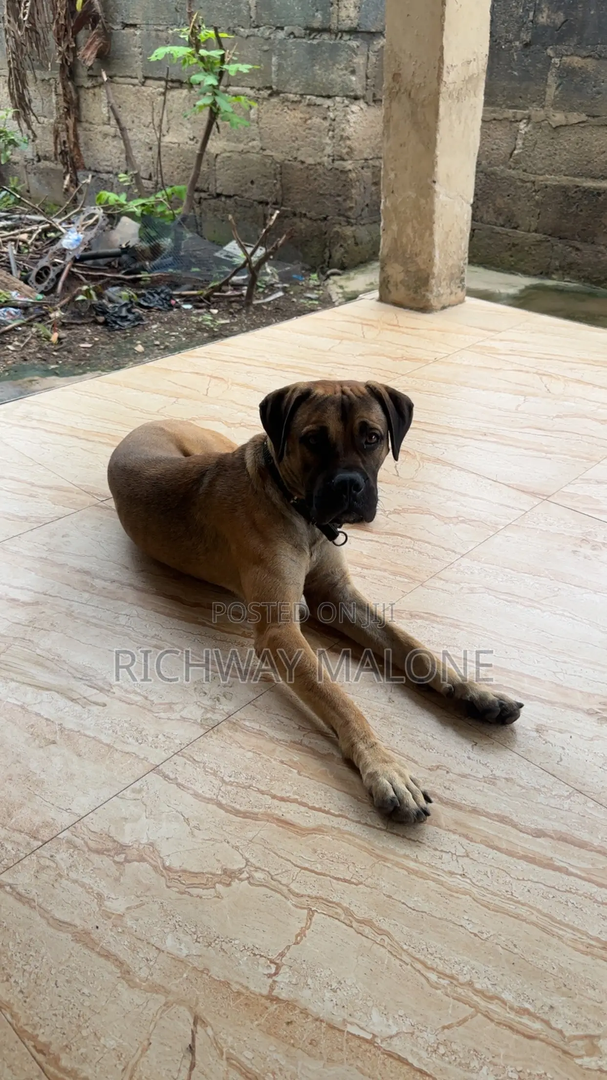 6-12 months Male Purebred Boerboel