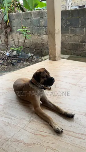 6-12 months Male Purebred Boerboel
