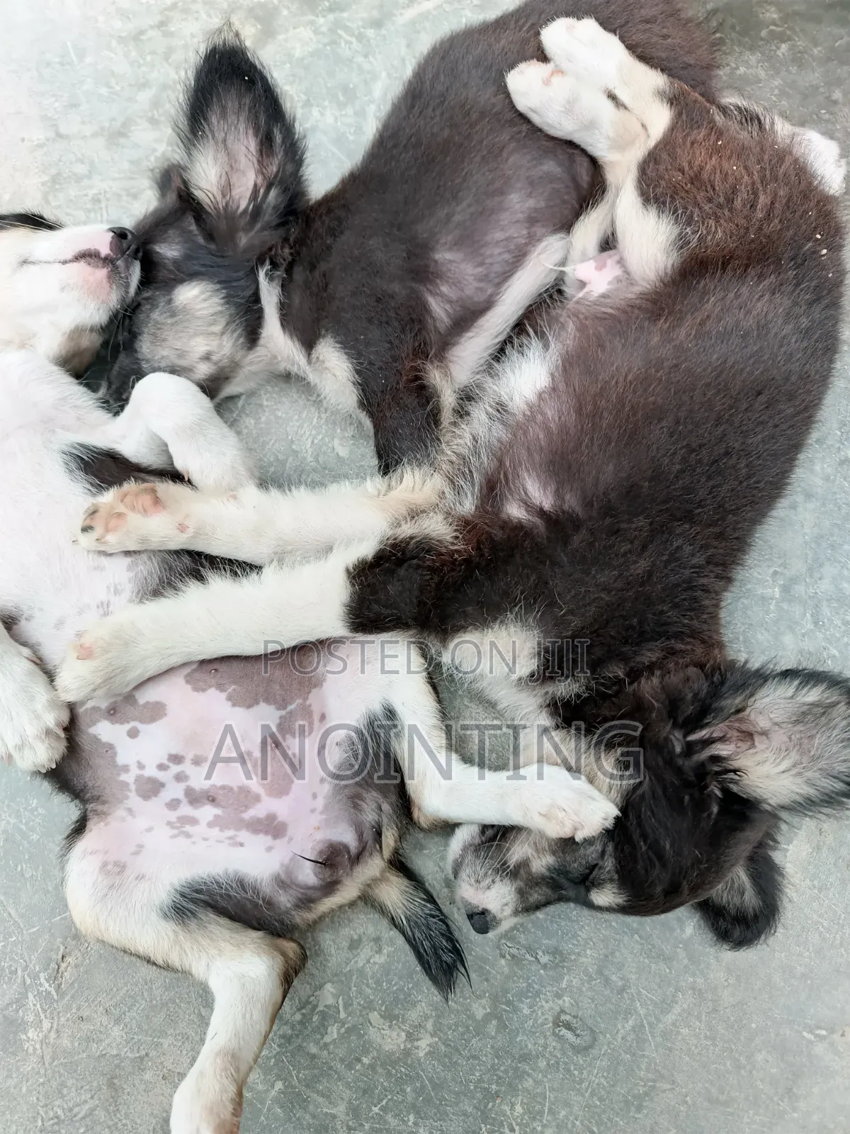 1-3 months Female Mixed Breed Poodle