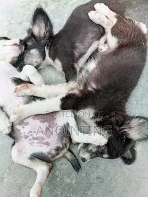 1-3 months Female Mixed Breed Poodle