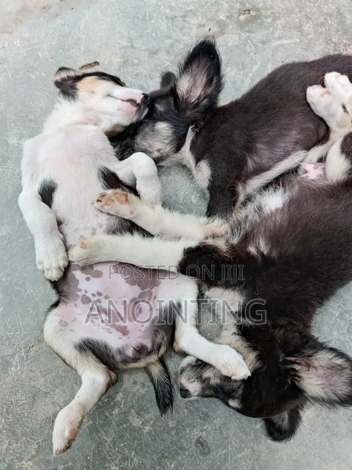1-3 months Female Mixed Breed Poodle