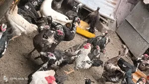 Mature Muscovy Ducks for Sale – 6 Months+