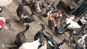 Mature Muscovy Ducks for Sale – 6 Months+