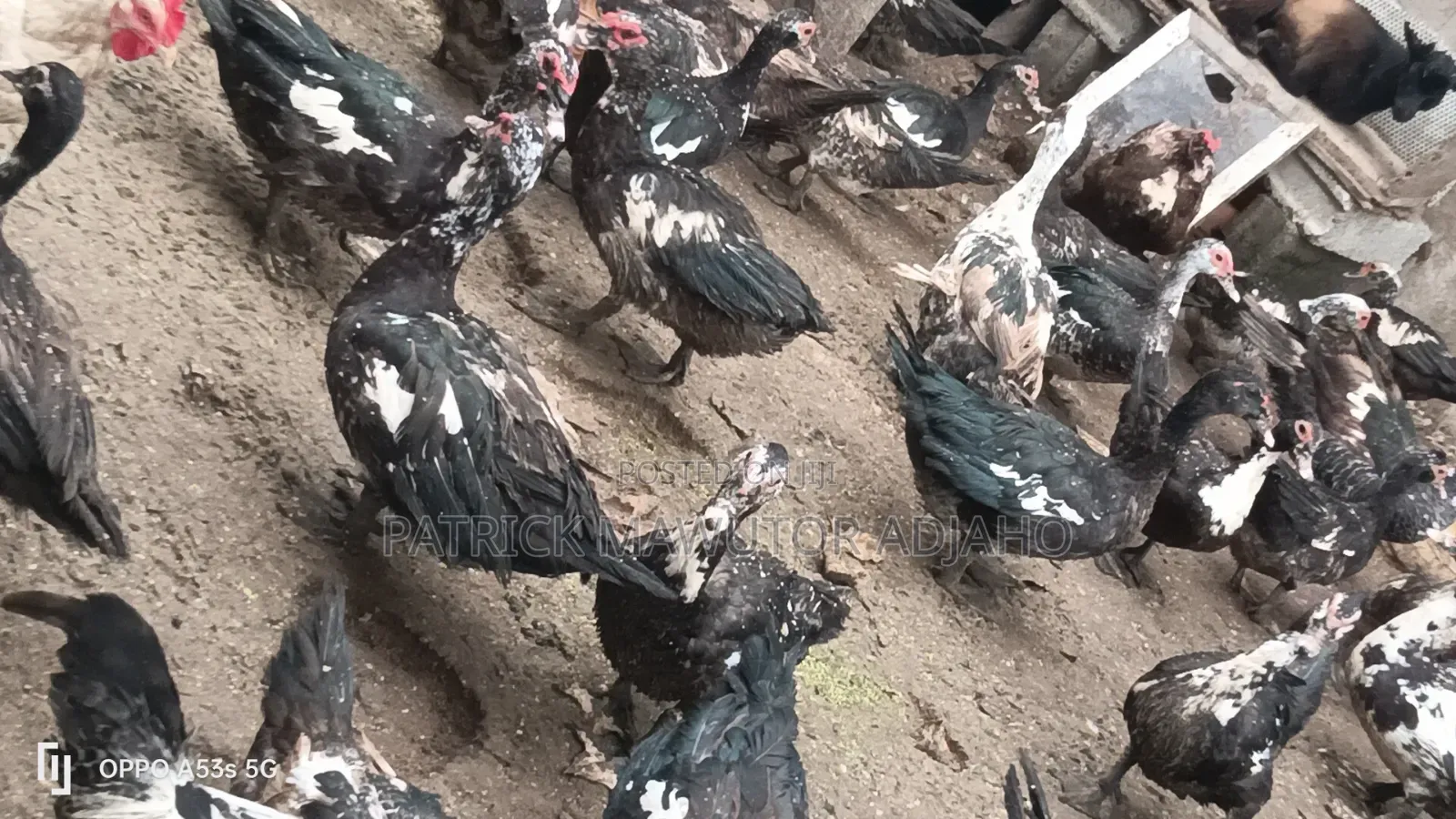 Mature Muscovy Ducks for Sale – 6 Months+
