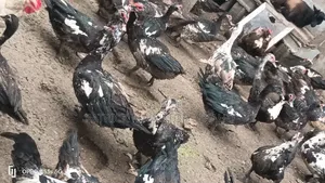Mature Muscovy Ducks for Sale – 6 Months+