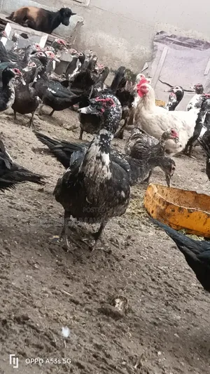 Mature Muscovy Ducks for Sale – 6 Months+