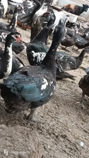 Mature Muscovy Ducks for Sale – 6 Months+