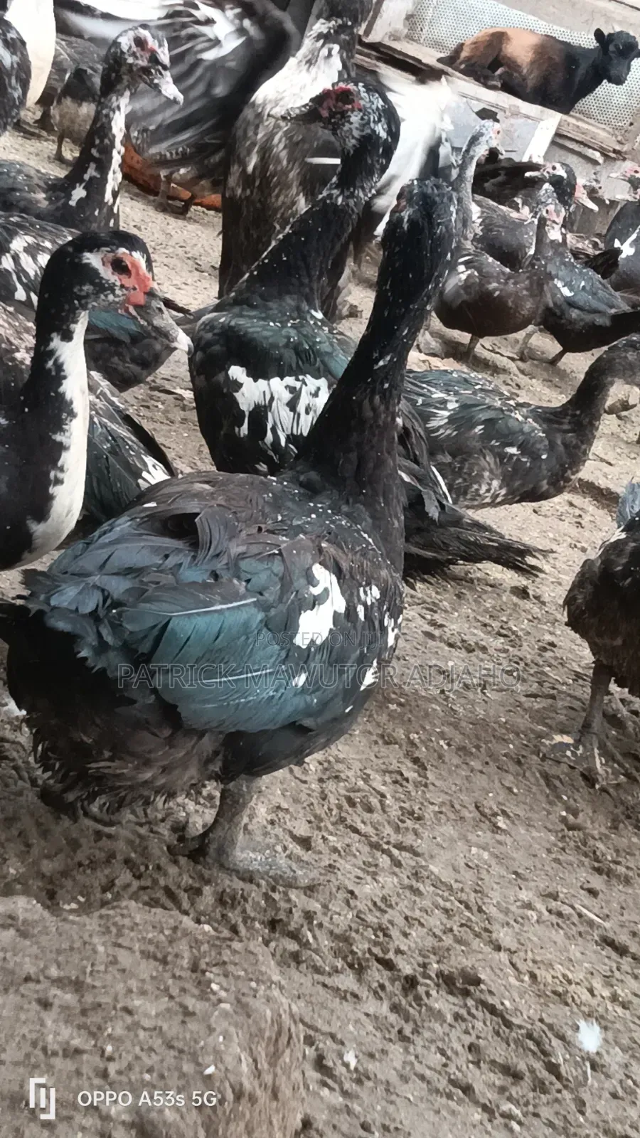 Mature Muscovy Ducks for Sale – 6 Months+