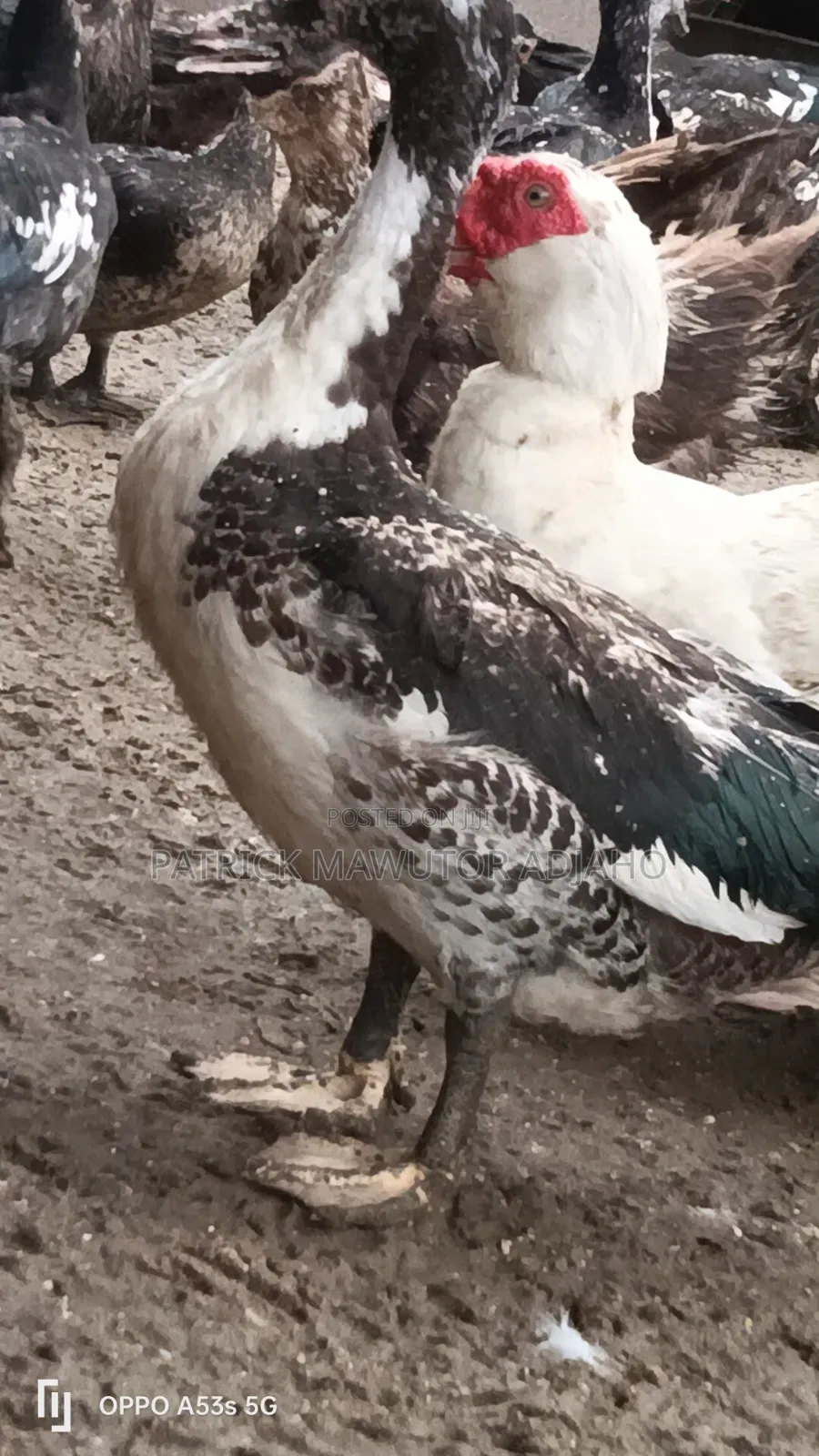 Mature Muscovy Ducks for Sale – 6 Months+
