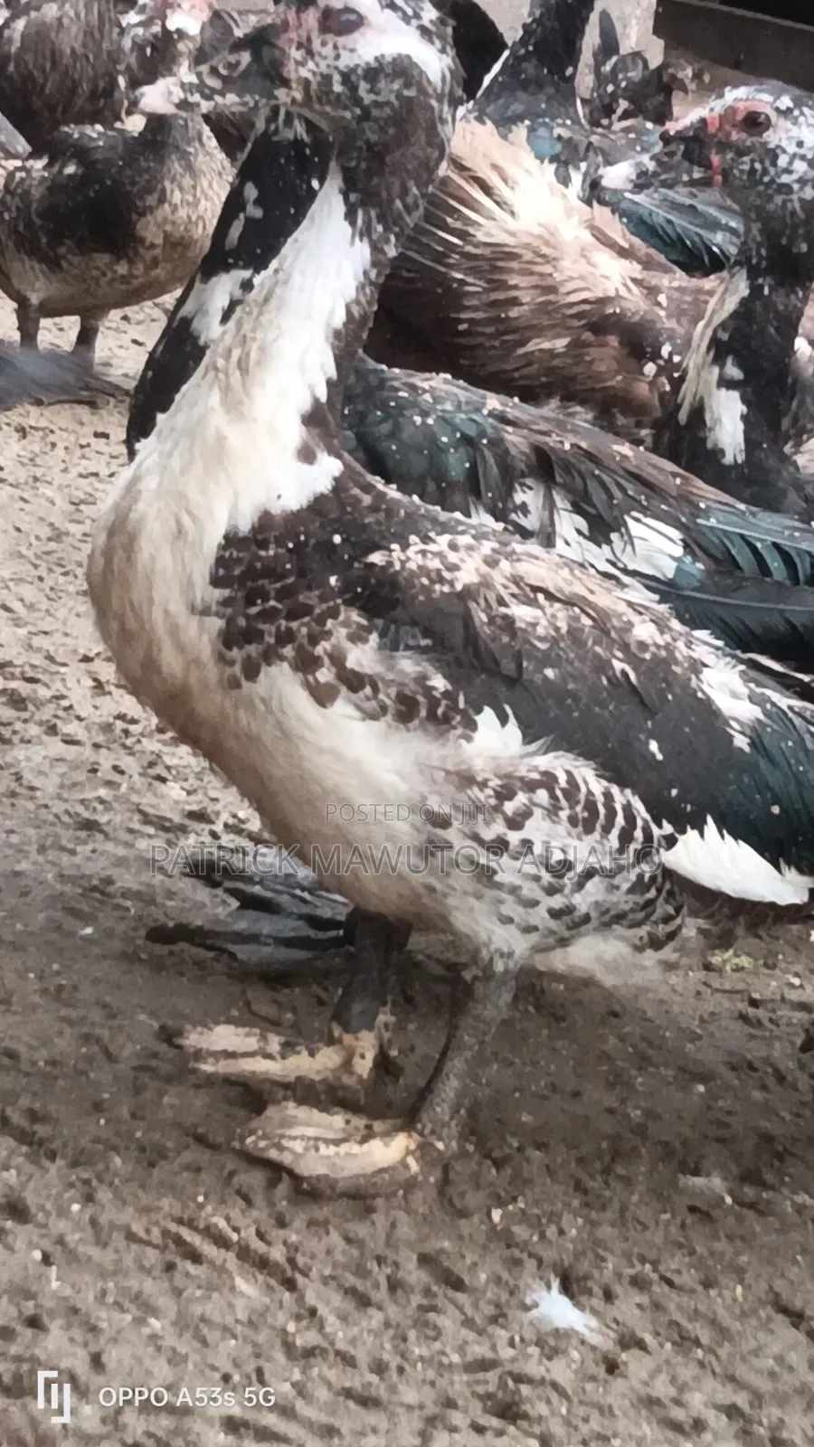 Mature Muscovy Ducks for Sale – 6 Months+