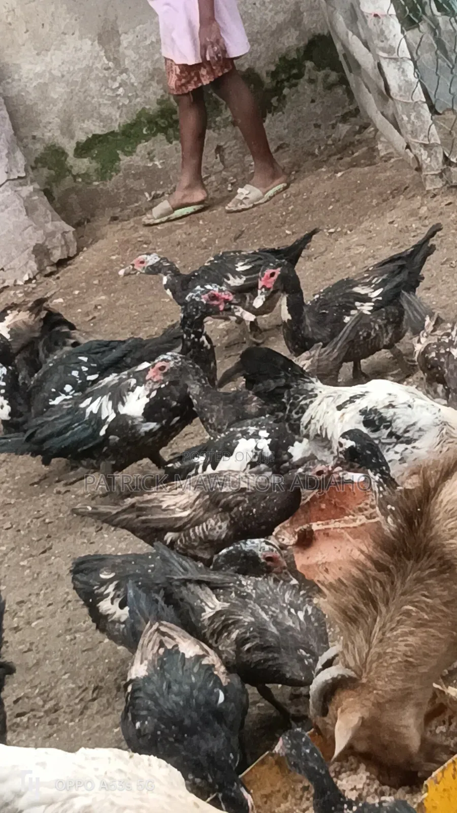 Mature Muscovy Ducks for Sale – 6 Months+