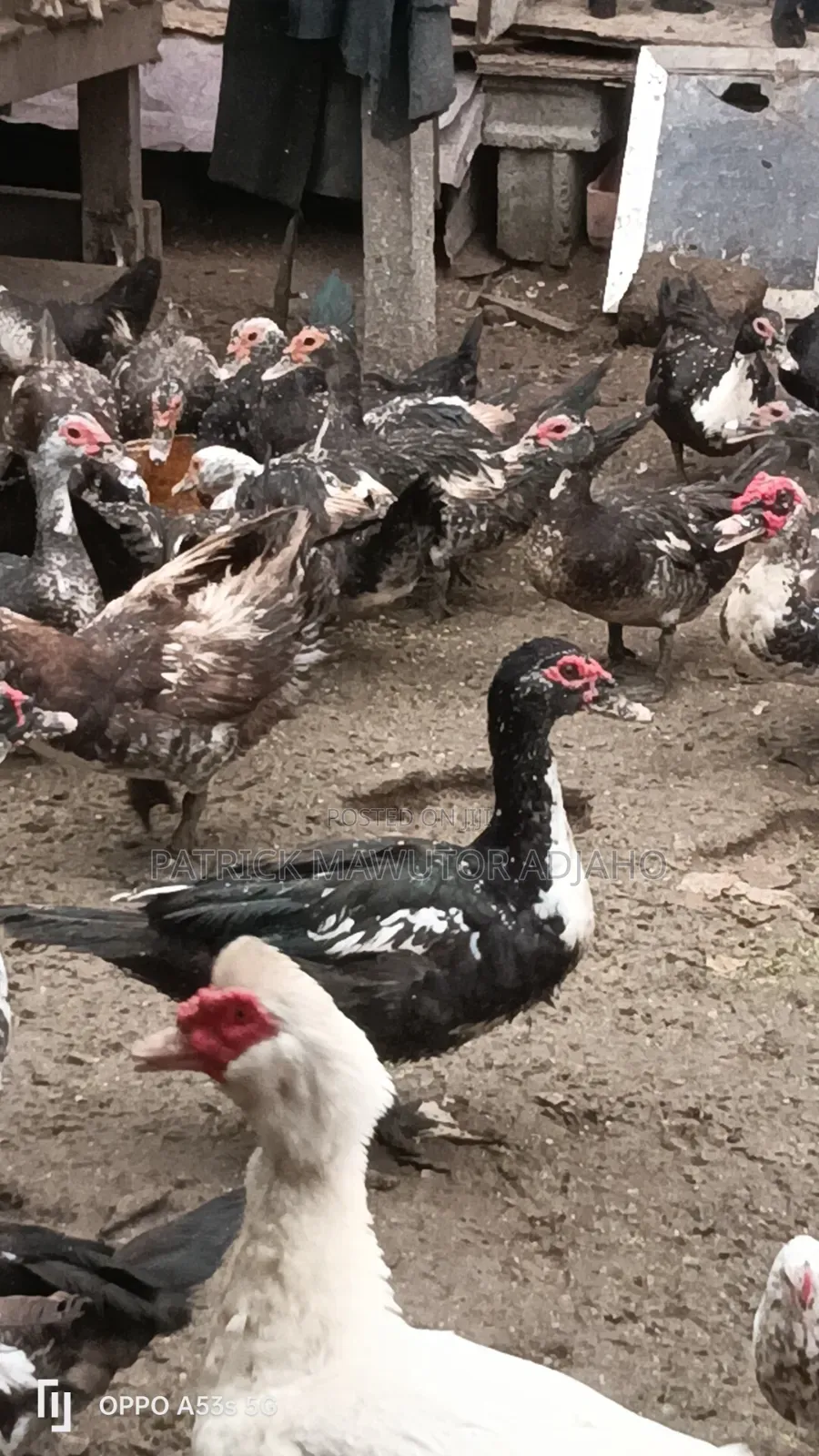 Mature Muscovy Ducks for Sale – 6 Months+