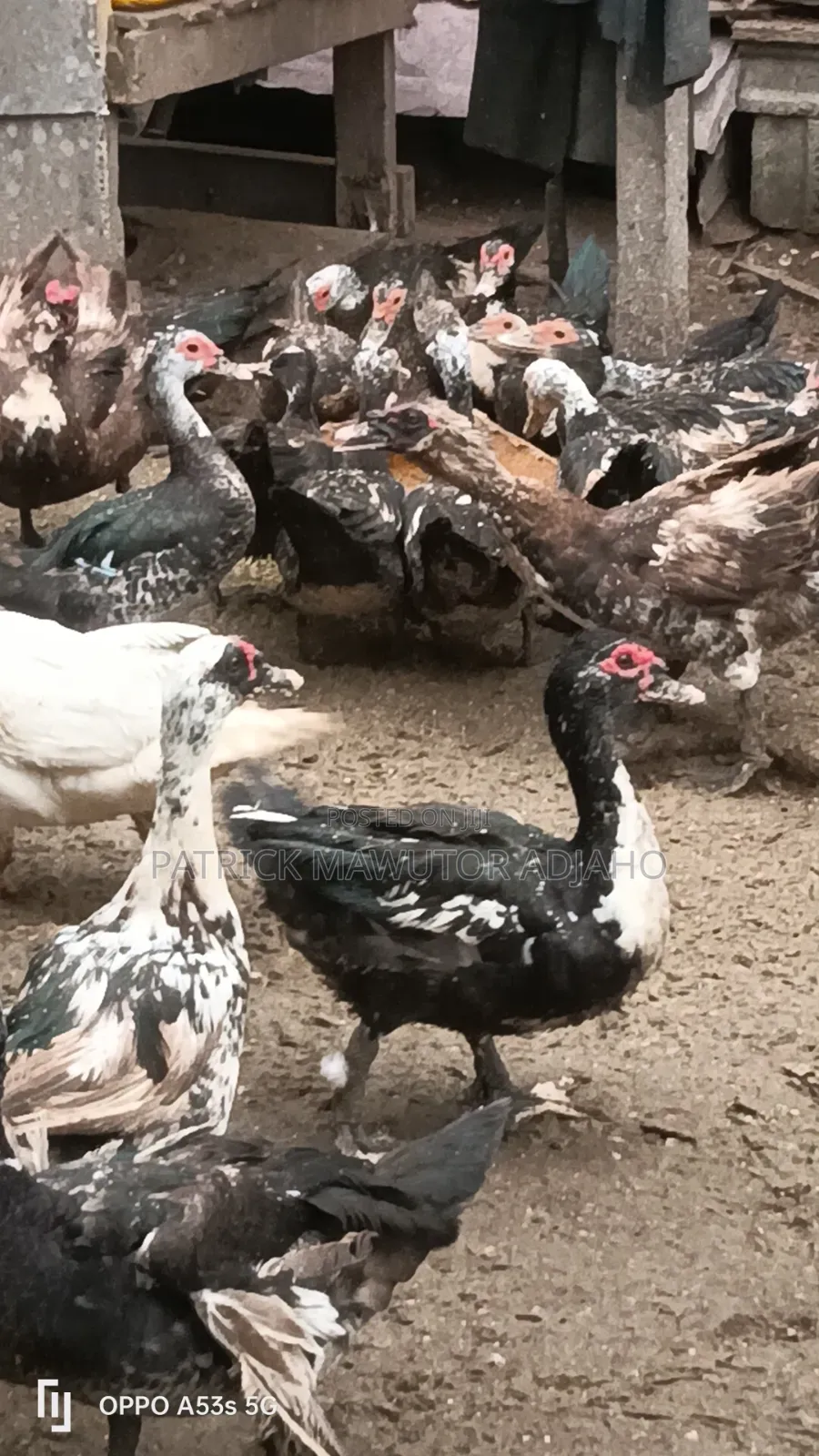 Mature Muscovy Ducks for Sale – 6 Months+