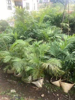 Garden and Landscaping