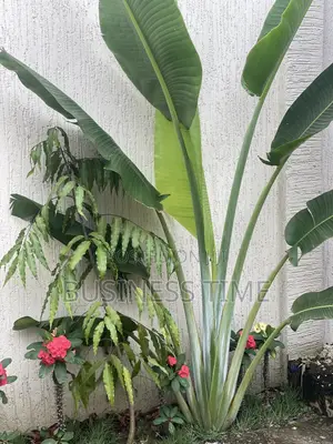 Garden and Landscaping