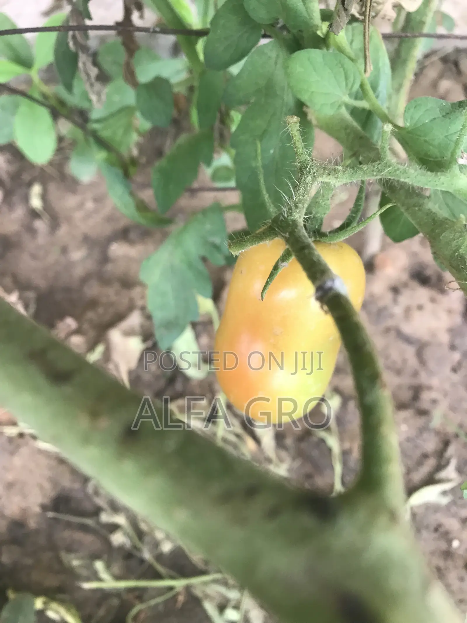 Vine Tomatoes Seeds(5g)