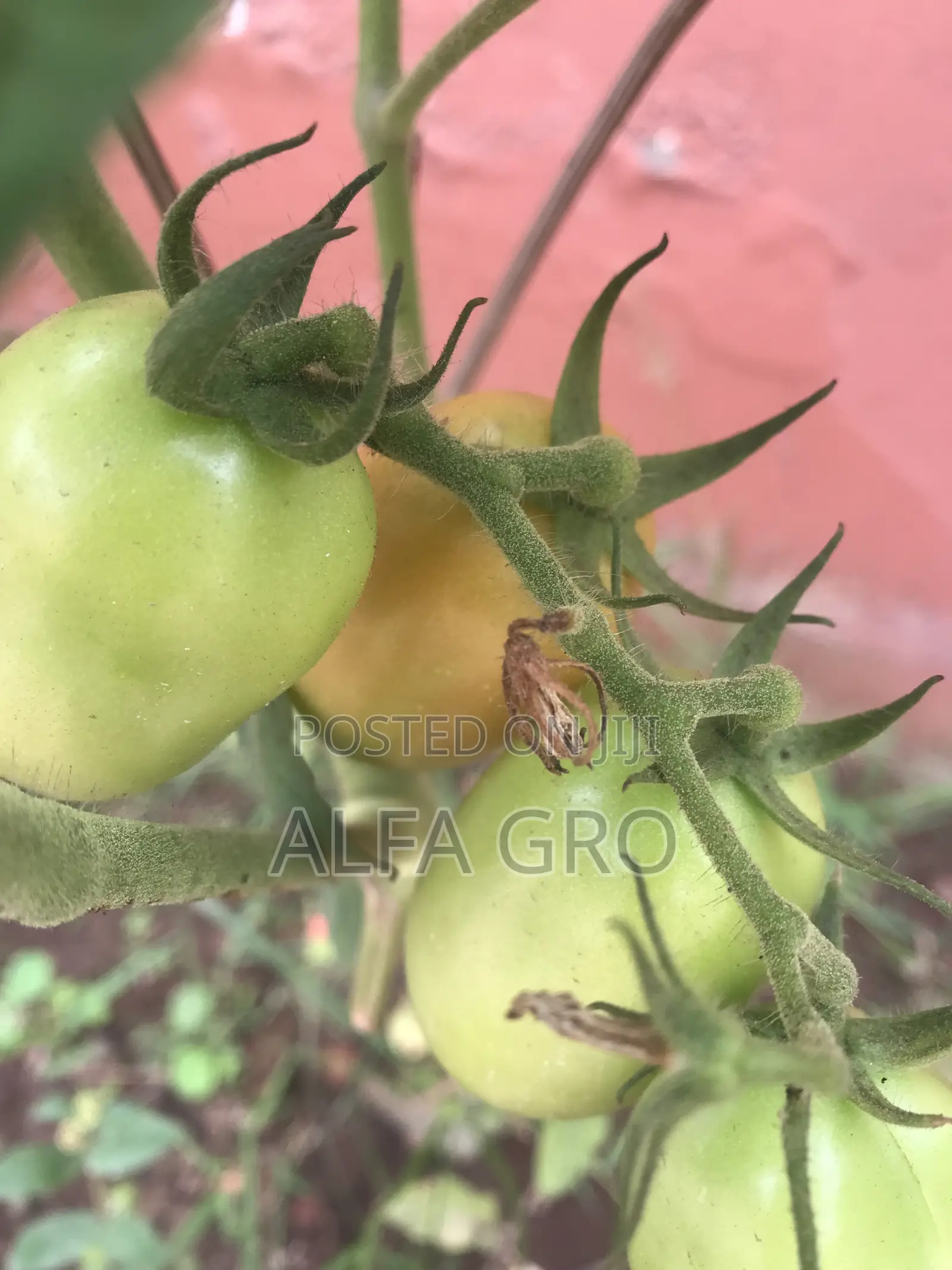 Vine Tomatoes Seeds(5g)
