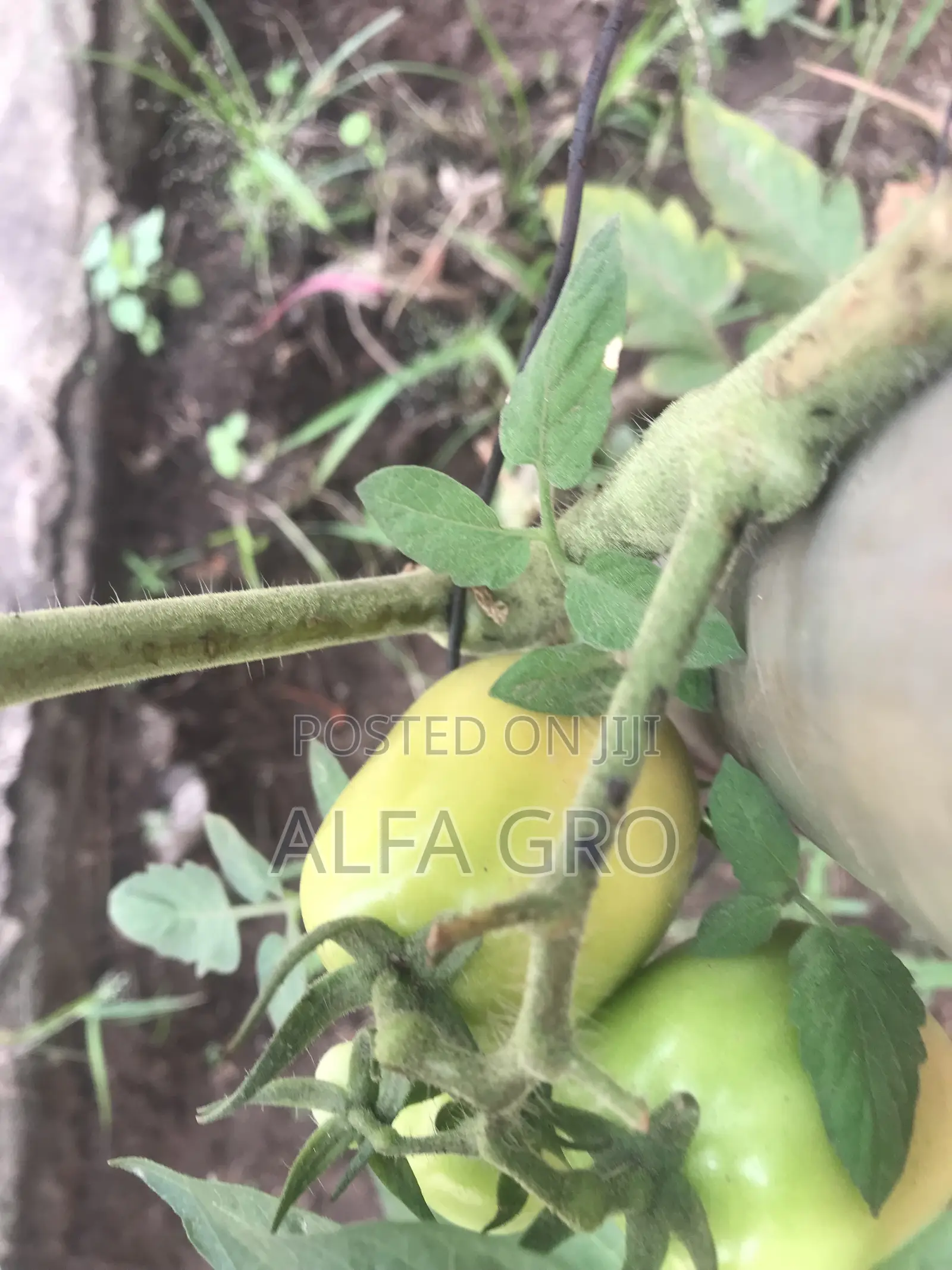 Vine Tomatoes Seeds(5g)