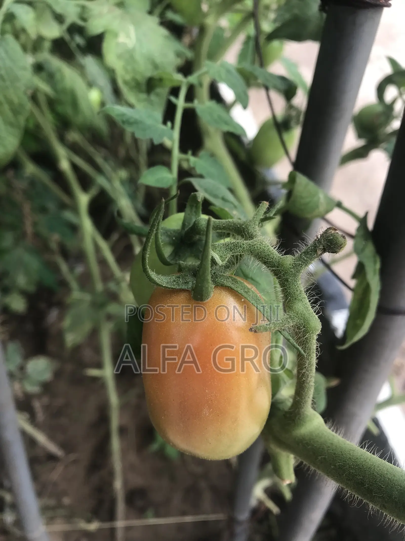 Vine Tomatoes Seeds(5g)