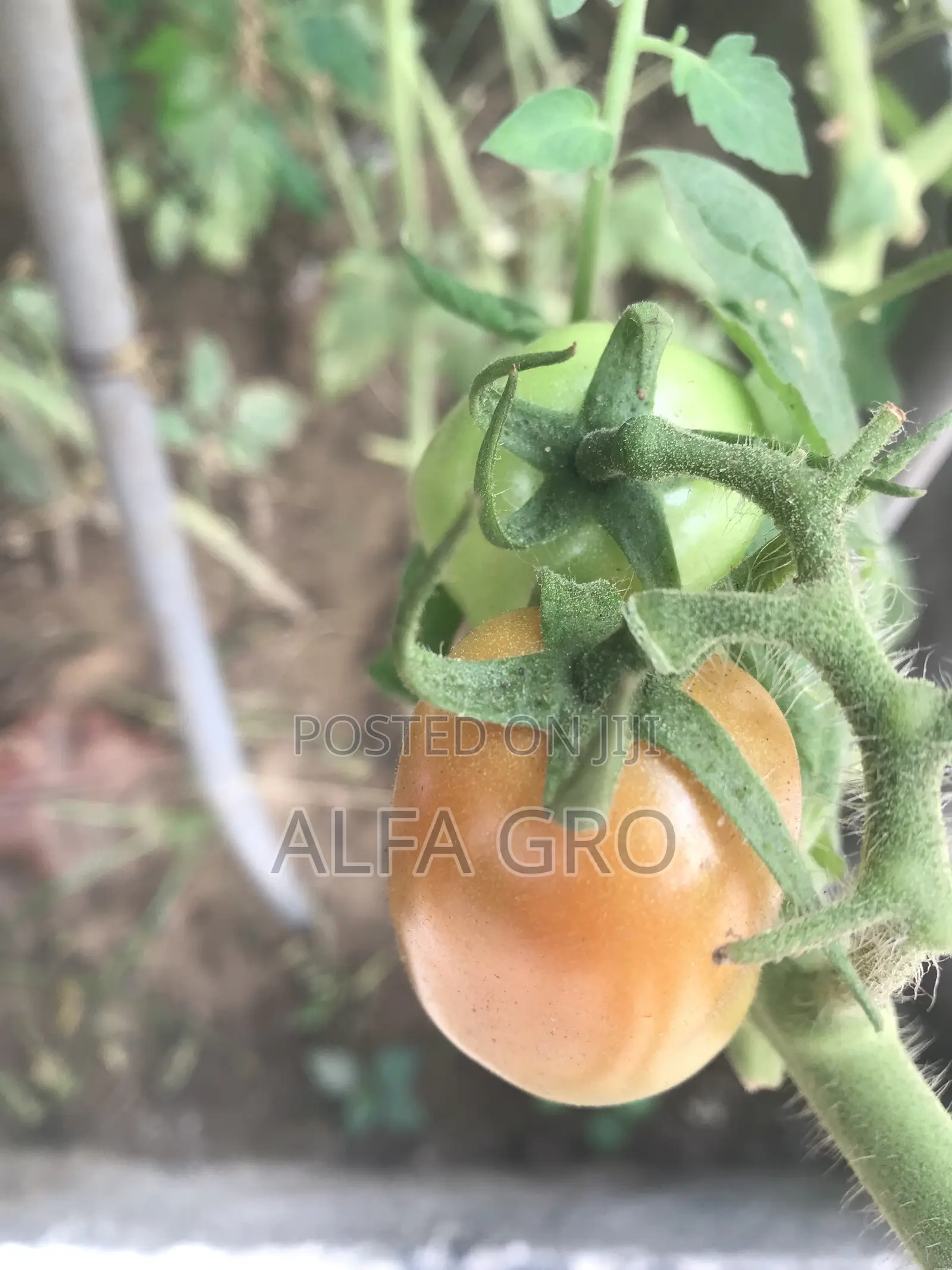 Vine Tomatoes Seeds(5g)