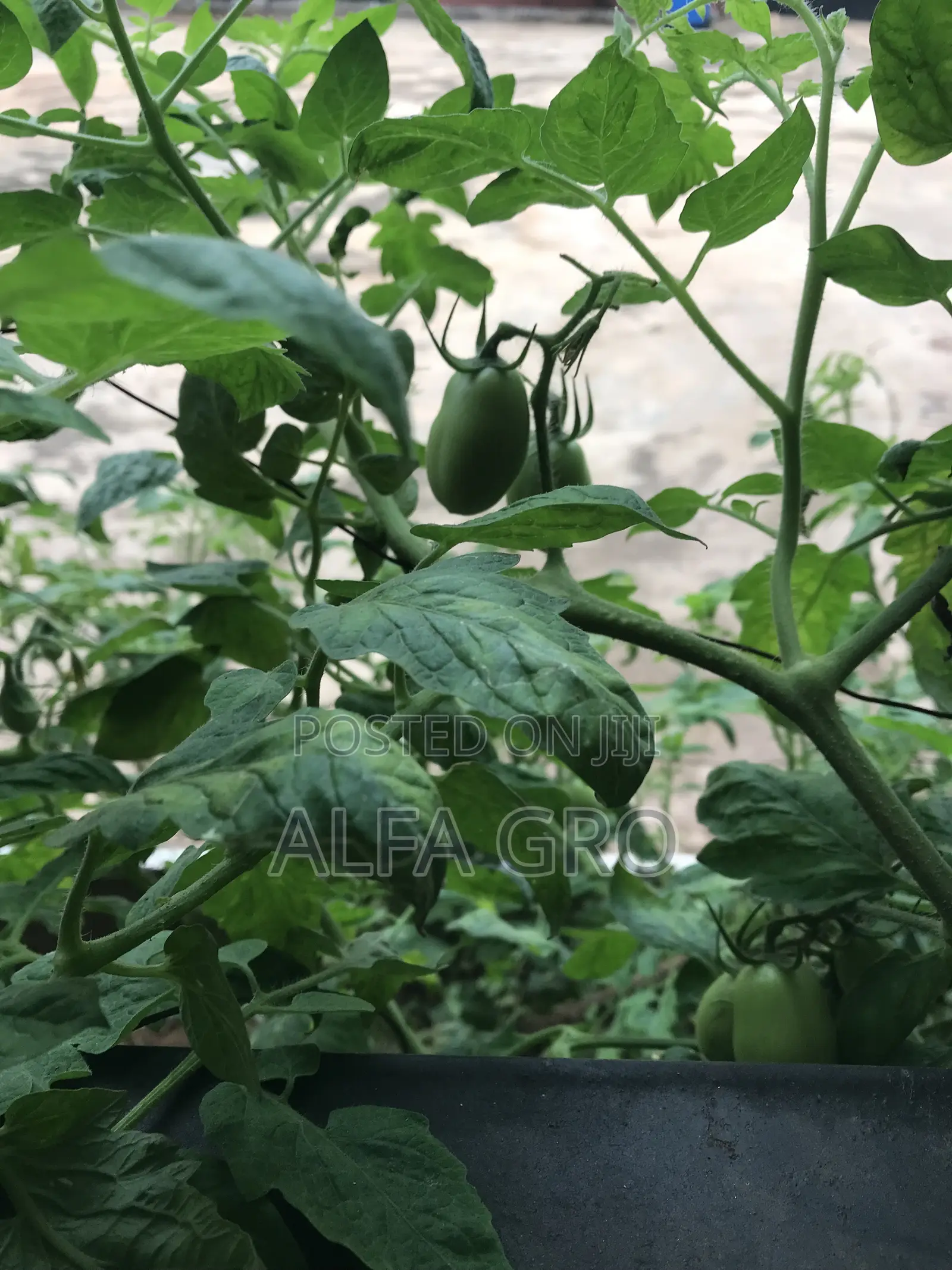 Vine Tomatoes Seeds(5g)
