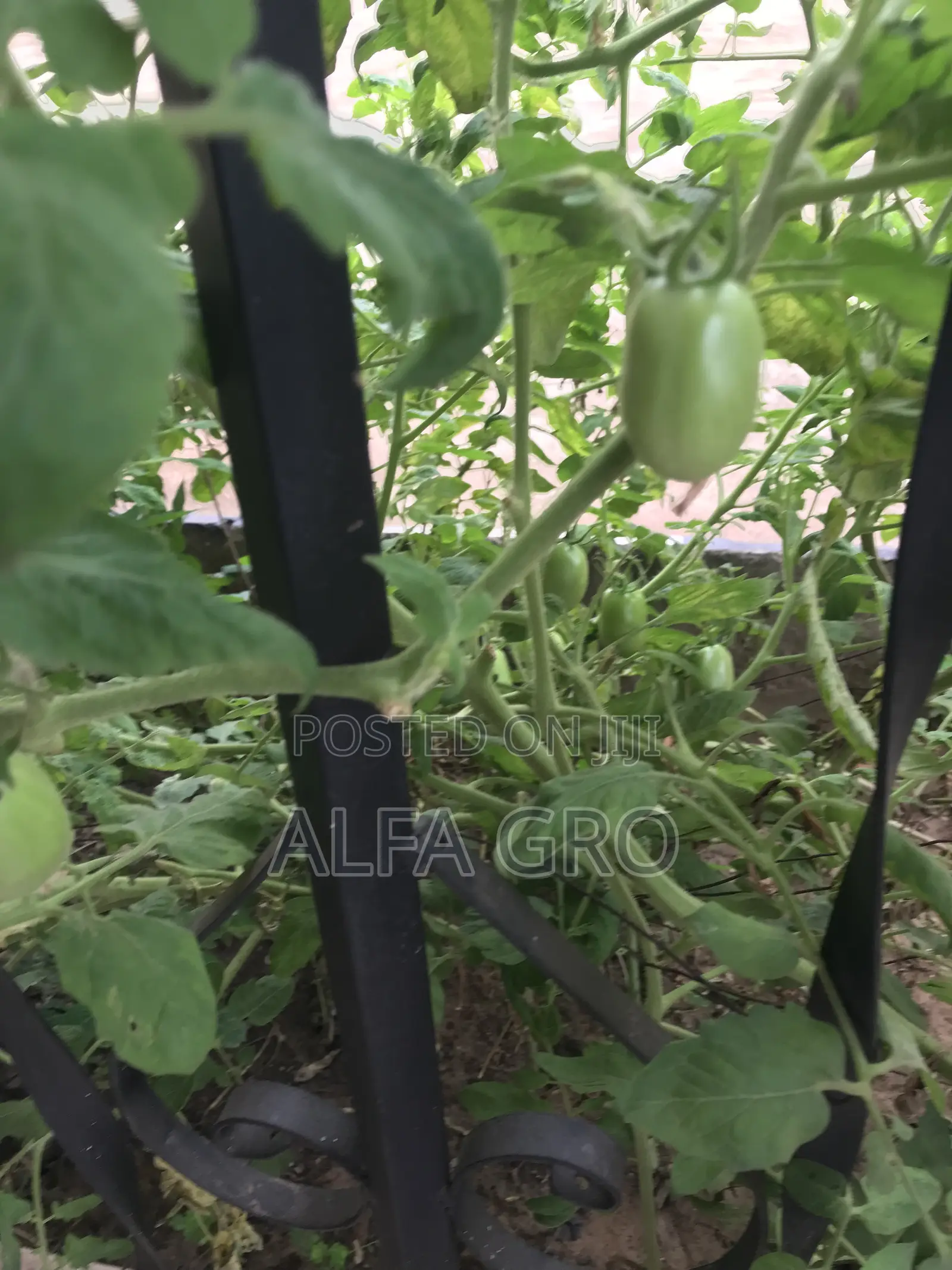 Vine Tomatoes Seeds(5g)