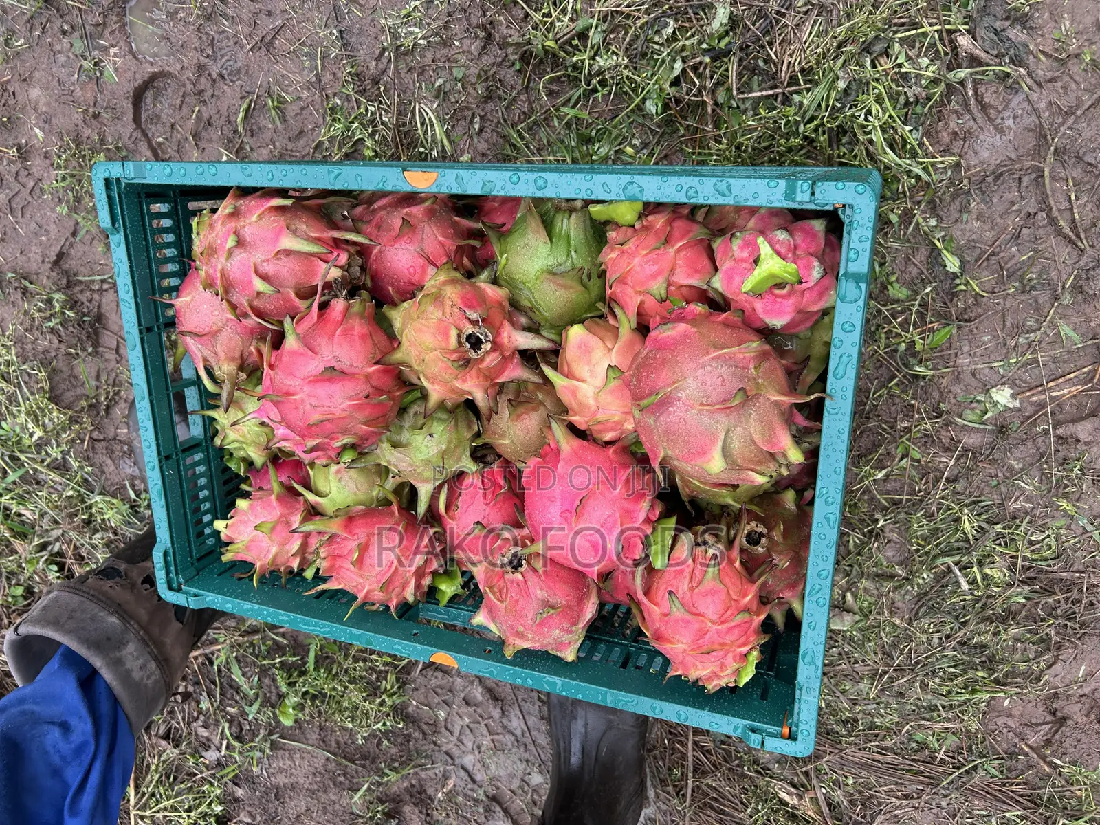 Dragon Fruit