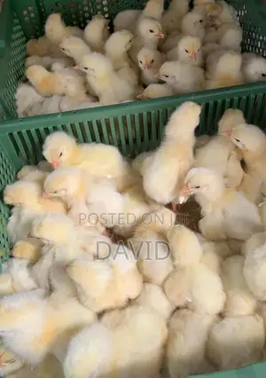 Foreign Day Old Broiler
