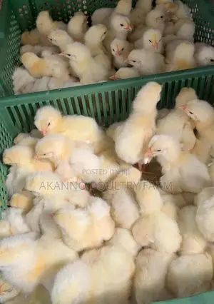 Foreign Day Old Broiler