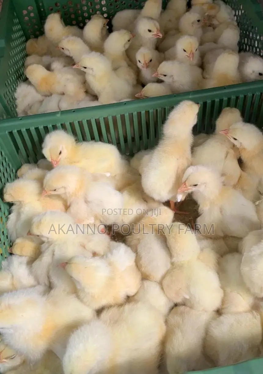 Foreign Day Old Broiler