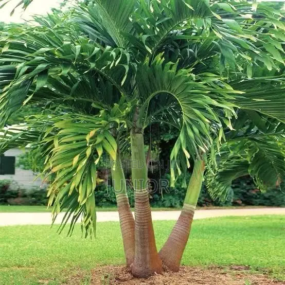 Christmas Palm Trees