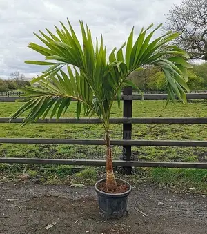 Christmas Palm Trees