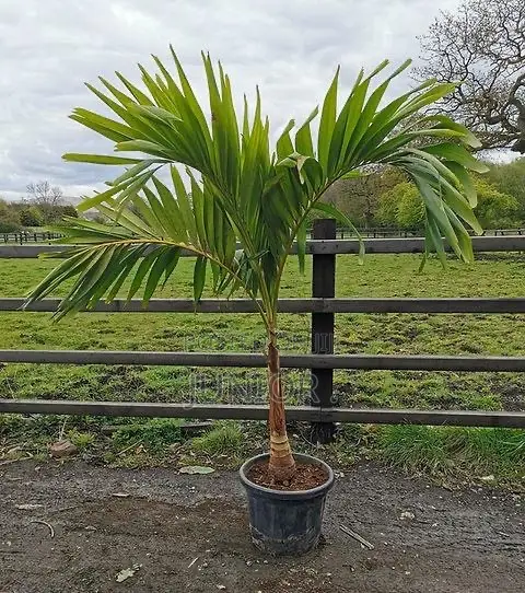 Christmas Palm Trees