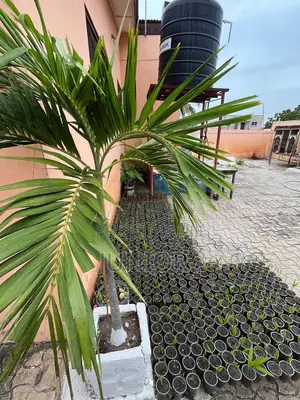Christmas Palm Trees